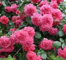 Любимото на градинарите: Rosa `rosariumium yuttersen`
