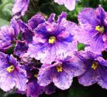 Виолетова химера: Описание, репродукция, култивиране и сортове
