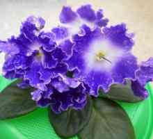 Виолетови стафиди: снимка и описание