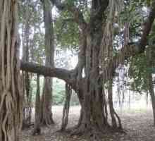Ficus Bengali: грижи, размножаване, условия за отглеждане