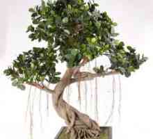 Ficus bonsai: култивиране у дома