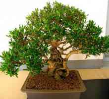 Ficus small-lily: правила за отглеждане и грижи