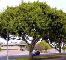 Ficus Moclame: отглеждане и грижи