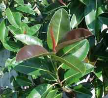 Ficus robusta: обща информация и култивиране