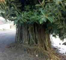 Ficus еластичен. Ficus е гумен. Грижи и домашна култивация