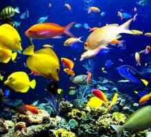 Филтър за аквариума - гаранция за красота и комфорт на дома вили за риба