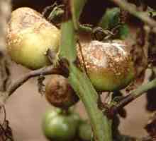 Phytophthora on tomatoes: методи на борба и превенция