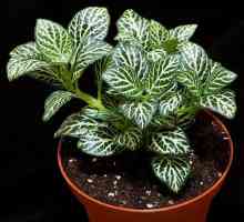 Fittonia: грижи у дома за това топлинно приятно растение
