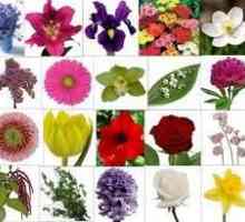 Флористика: какво означават цветята?
