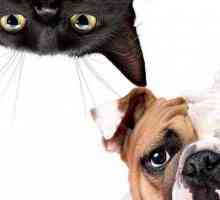 `Foresto` - яка за котки и кучета: функции и отзиви
