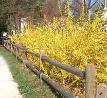Forsythia - храст със златни цветя: идеален за градина