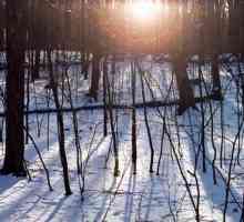 Снимки на снимки през зимата в гората - чудесен начин да разкриете творчеството си
