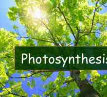 Фотосинтезата - какво е това? Етапи на фотосинтеза. Условия на фотосинтеза