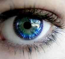 Фразологични термини с думата "око". Фразеологизми с думата "очи" и тяхното…