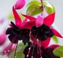 Стая Фуксия - популярно цвете на дома