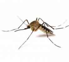 Фумигатор - ново лекарство за комари