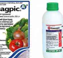Fungicide `Quadrice`: инструкции за употреба, описание и обнови