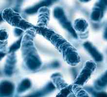 Функциите на хромозомите и тяхната структура. Каква е функцията на хромозомите в клетката?