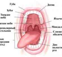 Функции и структура на устната кухина