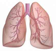 Функции на белите дробове. Човешки бели дробове: структура, функции