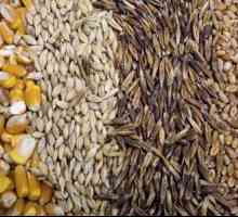Плодова пшеница от степен 5. Храни за селскостопански животни. Фуражно зърно