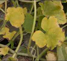 Fusarium ухапване на растения: признаци на появата на болестта