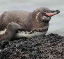 Галапагонски пингвин: жилище, храна, интересни факти