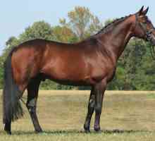 Хановерска порода коне: снимка, ревюта, описание