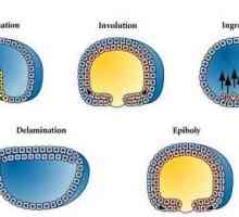 Гаструкцията е ... Процесът на формиране на многослоен ембрион