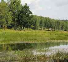 Къде да плувате през лятото? Реки и езера край Москва