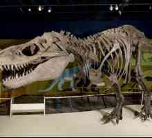 Къде е най-известният музей на динозаврите в света?