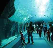 Къде са най-големите аквариуми в света?