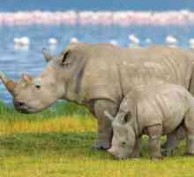 Къде живеят носорозите и какви са те?