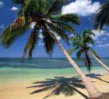 Къде расте кокосовият косъм? Условия на живот на кокосова палма