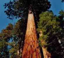 Където расте най-голямото дърво на Земята