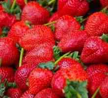 Къде е най-добрият ягоди? Ленинската държавна ферма (район Ленински, Московска област): адреси на…