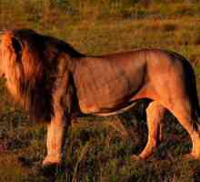 Къде живеят лъвовете? Животните на Африка: лъв. Див животински лъв