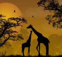 Къде живеят жирафите? Какво е местообитанието на жирафите и как се адаптират към тях?