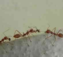 Гел от мравките "Великият воин" е ефективно средство за защита