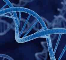 Ген, геном, хромозома: определение, структура, функции