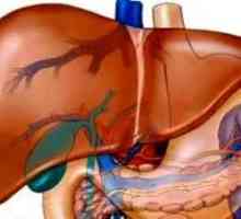 Хепатомегалия: дифузни промени в черния дроб. Структура на вътрешните органи на човека