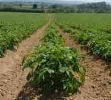 Хербициди за картофи - последният аргумент срещу плевелите