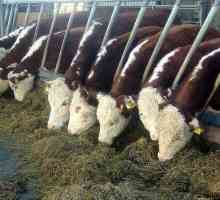 Херефорд порода крави: характеристики на развъждането, съдържанието, цените на младите и…