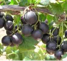 Хибрид от цариградско грозде и касис: рецензии, снимки. Какво се нарича?