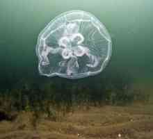 Хидроид (медузи): структура, възпроизводство, физиология