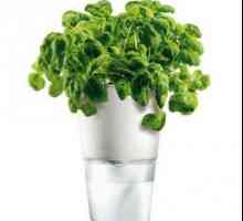 Хидропонични растения за отглеждане на зеленина у дома и в оранжерията