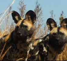 Hyenic Dogs: Описание, начин на живот, население