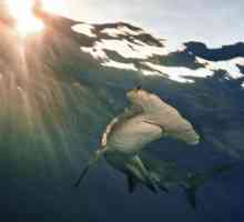 Giant Hammerhead Shark: описание и снимка