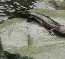 Гигантски саламандър (гигантски): описание, размери