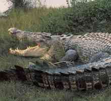 Един гигантски крокодил. Най-големият крокодил в света